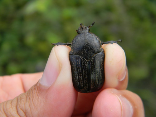 Tiarocera cornuta