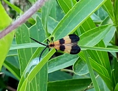 Calopteron