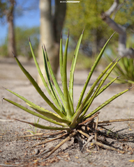 Agave datylio