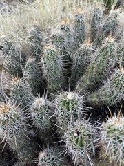 Echinocereus engelmannii fasciculatus