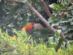 Ramphastos toco