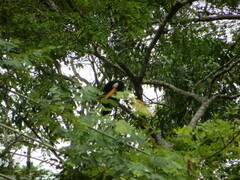 Ramphastos toco