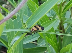 Calopteron