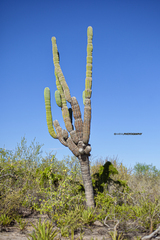 Pachycereus pringlei
