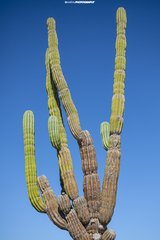 Pachycereus pringlei