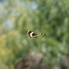 Papilio garamas