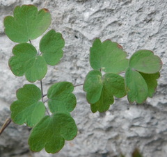 Thalictrum minus elatum