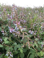 Desmodium