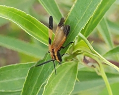 Calopteron