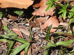 Nehalennia pallidula