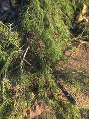 Chilopsis linearis arcuata