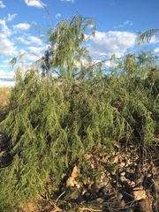 Chilopsis linearis arcuata