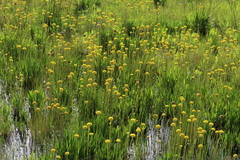 Craspedia variabilis