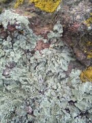 Parmelioideae