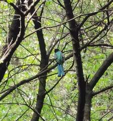 Trogon mexicanus
