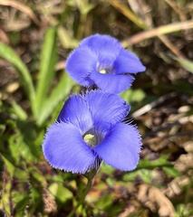 Gentianopsis virgata