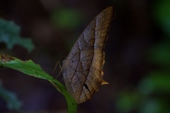 Satyrinae