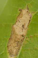 Phyllonorycter celtisella