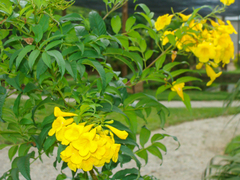 Tecoma stans