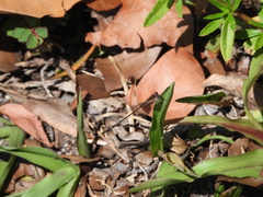 Nehalennia pallidula