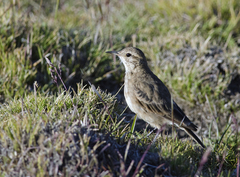 Geositta cunicularia