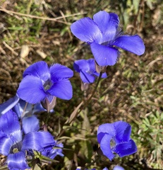 Gentianopsis virgata
