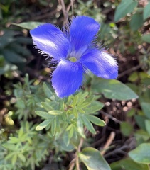 Gentianopsis virgata