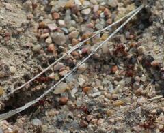 Pogonomyrmex barbatus