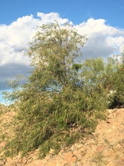 Chilopsis linearis arcuata