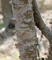 Zanthoxylum clava-herculis