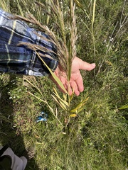 Phragmites australis