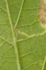 Phyllonorycter celtisella