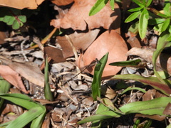 Nehalennia pallidula