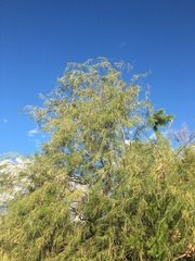 Chilopsis linearis arcuata