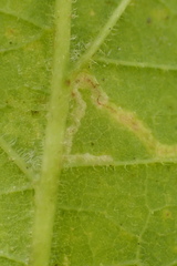 Phyllonorycter celtisella