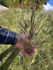 Phragmites australis