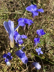 Gentianopsis virgata