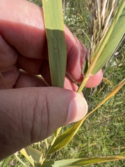 Phragmites australis
