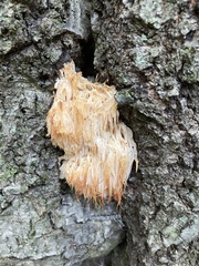 Hericium americanum