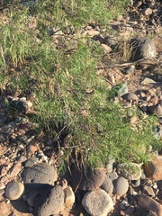 Chilopsis linearis arcuata