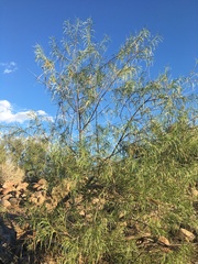 Chilopsis linearis arcuata