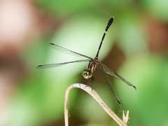 Nannophlebia eludens