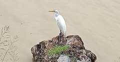 Ardea alba
