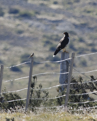 Daptrius albogularis