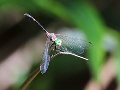 Nannophlebia eludens