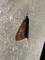 Alsophila pometaria