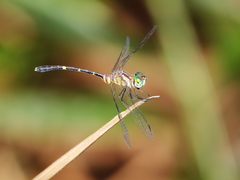 Nannophlebia eludens