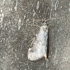 Alsophila pometaria
