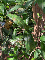 Sideroxylon foetidissimum