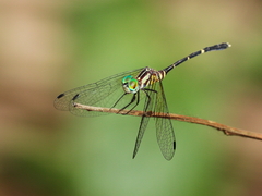 Nannophlebia eludens